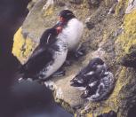[Least Auklet]