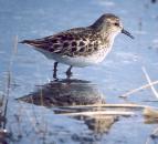 [Least Sandpiper]