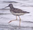 [Lesser Yellowlegs]
