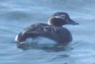 [Long-tailed Duck - female]
