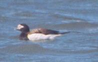 [Long-tailed Duck - male]