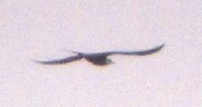 [Long-tailed Jaeger]