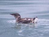 [Marbled Murrelet]