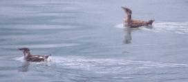 [Marbled Murrelet]