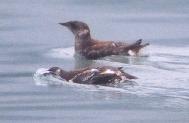 [Marbled Murrelet]