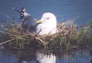 [Mew Gull]