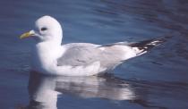[Mew Gull]