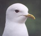 [Mew Gull]