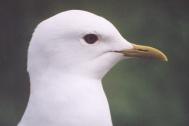 [Mew Gull]