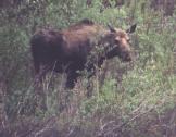 [Moose]