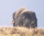 [Musk Ox]