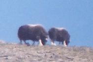 [Musk Ox]