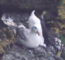 [Northern Fulmar]