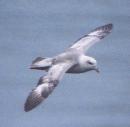 [Northern Fulmar]
