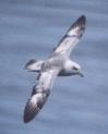 [Northern Fulmar]