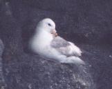[Northern Fulmar]