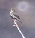 [Northern Waterthrush]
