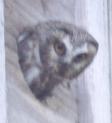 [Northern Saw-whet Owl]