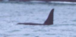 [Orca]