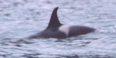 [Orca]