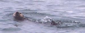 [Sea Otter]
