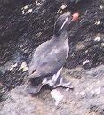 [Parakeet Auklet]