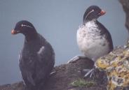 [Parakeet Auklet]
