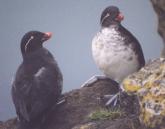 [Parakeet Auklet]