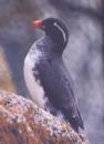 [Parakeet Auklet]