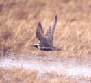 [Pacific Golden Plover]