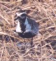 [Pacific Golden Plover]