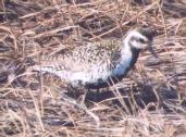 [Pacific Golden Plover]