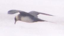 [Parasitic Jaeger]