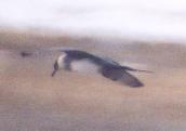 [Parasitic Jaeger]