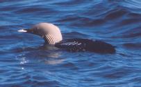 [Pacific Loon]