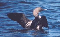 [Pacific Loon]