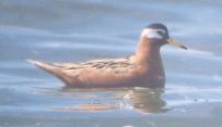 [Red Phalarope]