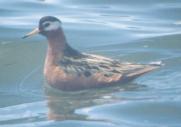 [Red Phalarope]