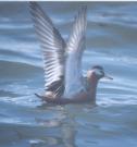 [Red Phalarope]