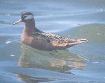 [Red Phalarope]
