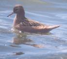 [Red Phalarope - male]