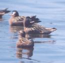 [Red Phalarope]