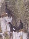 [Red-faced Cormorant]