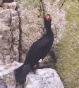 [Red-faced Cormorant]