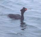 [Red-faced Cormorant]