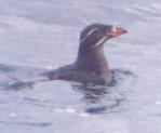 [Rhinocerous Auklet]