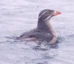 [Rhinocerous Auklet]