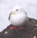 [Red-legged Kittiwake]