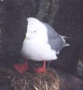[Red-legged Kittiwake]