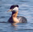 [Red-necked Grebe]